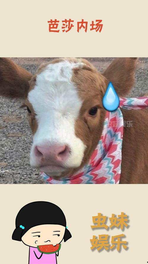 娱乐吃瓜酱笑点